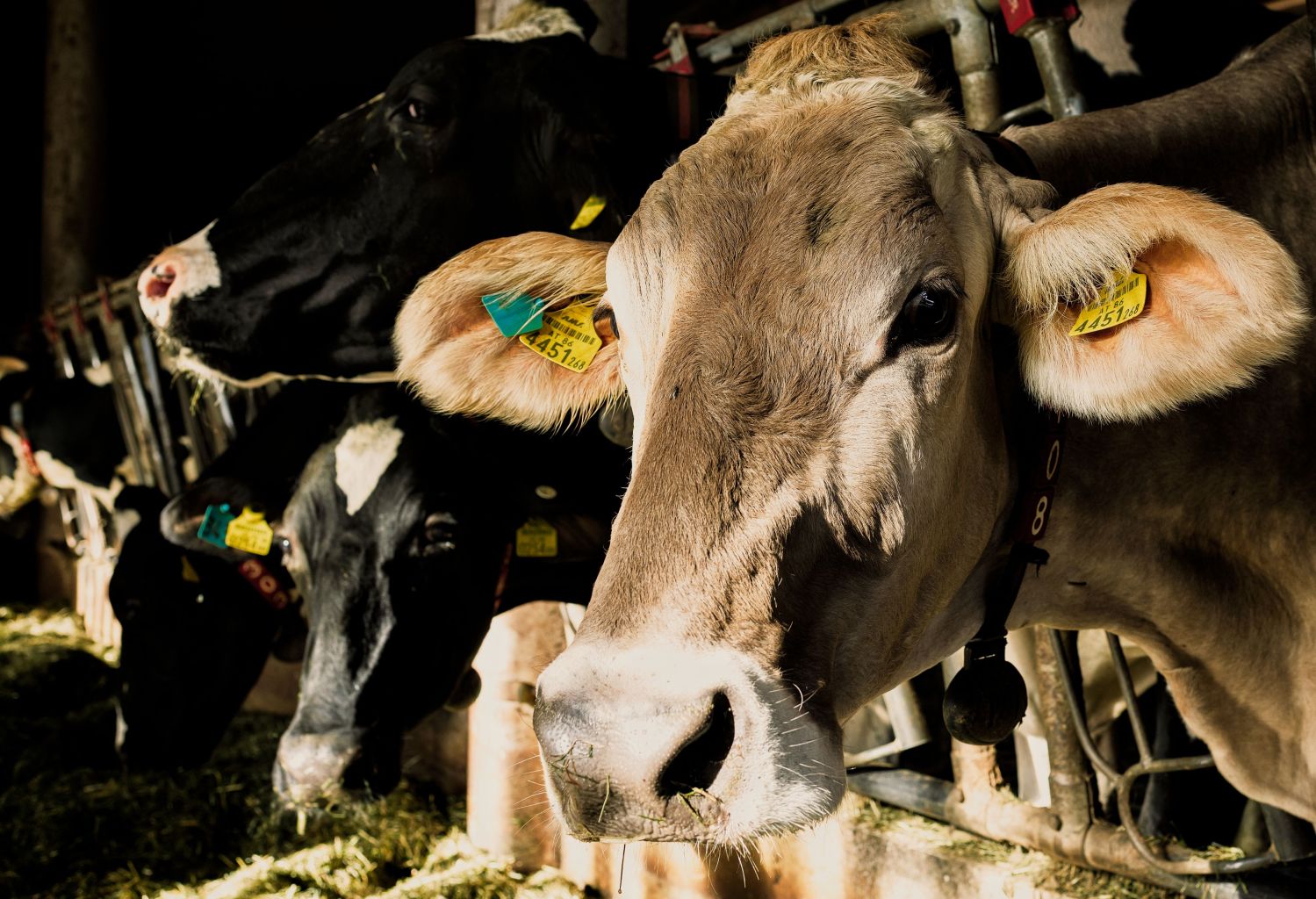 1765433515528566.jpg 1765433515528566.jpg